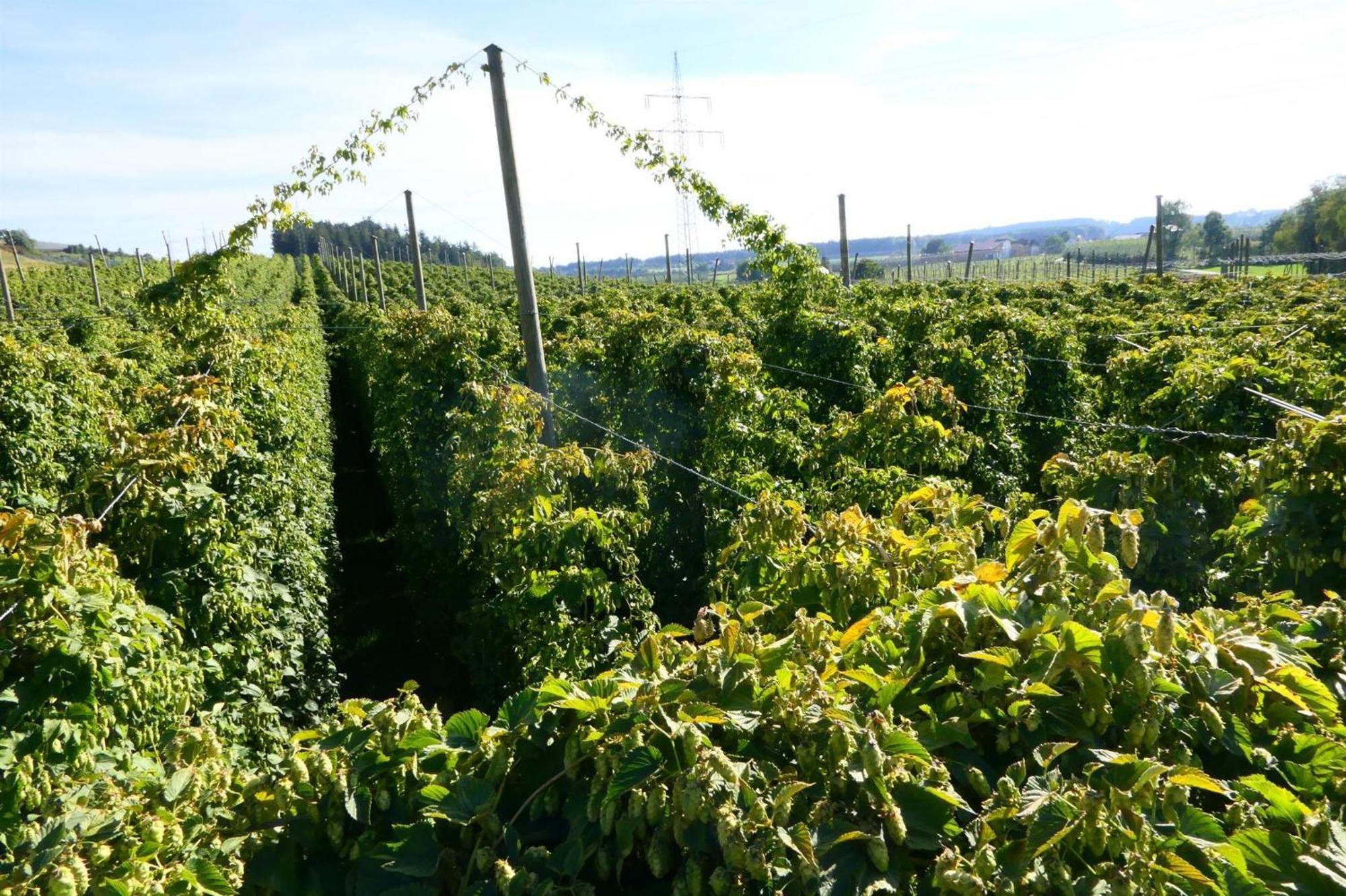 Ferienhof Hopfgaertle Mueller Bodnegg Εξωτερικό φωτογραφία
